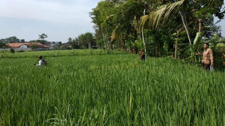 SEMPROT MASAL KELOMPOK TANI LANGSEP DESA PETAHUNAN